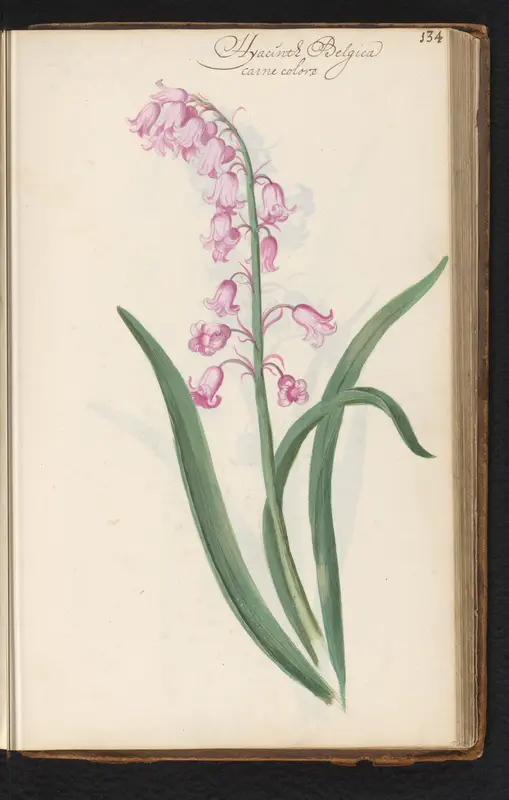 Roze wilde hyacint (Hyacinthoides non-scripta) Wall Art by anonymous - High-Resolution Digital Print
