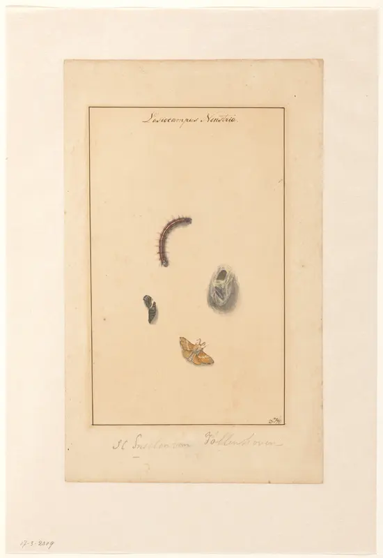 Rups, ei, cocon en vlinder van Lasiocampus Neustria Wall Art by Samuel Constant Snellen van Vollenhoven - High-Resolution Digital Print