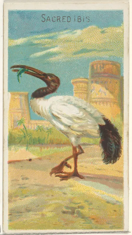 Sacred Ibis, from the Birds of the Tropics series (N5) for Allen & Ginter Cigarettes Brands Wall Art by Allen & Ginter - High-Resolution Digital Print