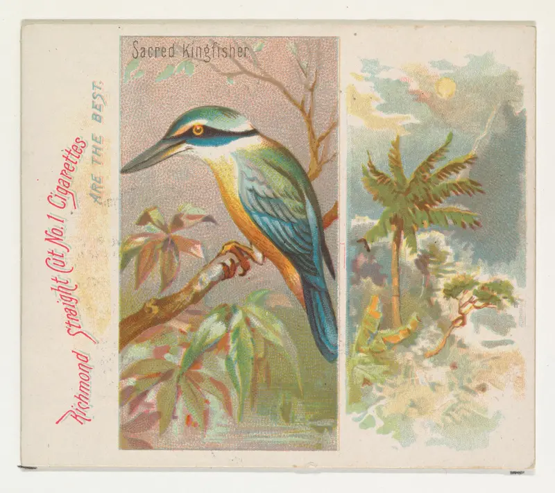 Sacred Kingfisher, from Birds of the Tropics series (N38) for Allen & Ginter Cigarettes Wall Art by Allen & Ginter - High-Resolution Digital Print