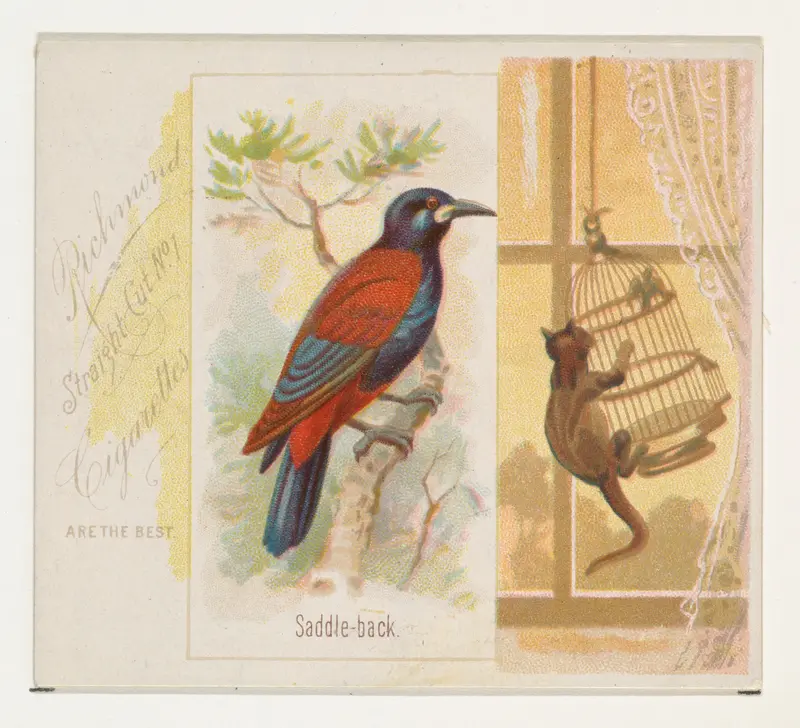 Saddle-back, from the Song Birds of the World series (N42) for Allen & Ginter Cigarettes Wall Art by Allen & Ginter - High-Resolution Digital Print