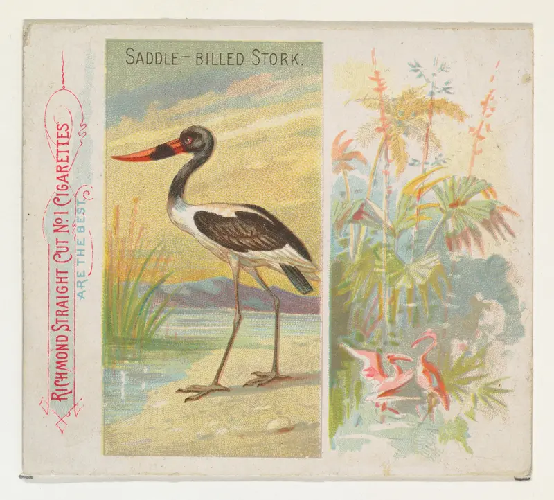 Saddle-Billed Stork, from Birds of the Tropics series (N38) for Allen & Ginter Cigarettes Wall Art by Allen & Ginter - High-Resolution Digital Print