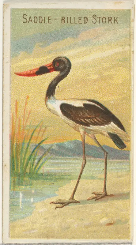 Saddle-Billed Stork, from the Birds of the Tropics series (N5) for Allen & Ginter Cigarettes Brands Wall Art by Allen & Ginter - High-Resolution Digital Print