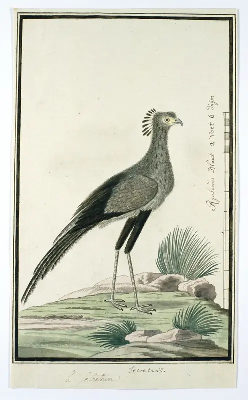 Sagittarius serpentarius (Secretarisvogel) Wall Art by Robert Jacob Gordon - High-Resolution Digital Print