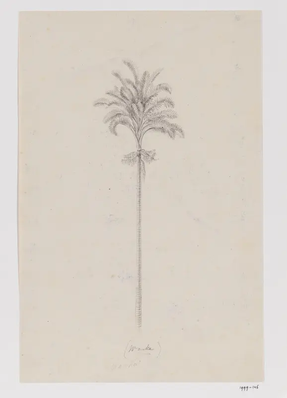 Sagopalm, Molukken Wall Art by Adrianus Johannes Bik - High-Resolution Digital Print