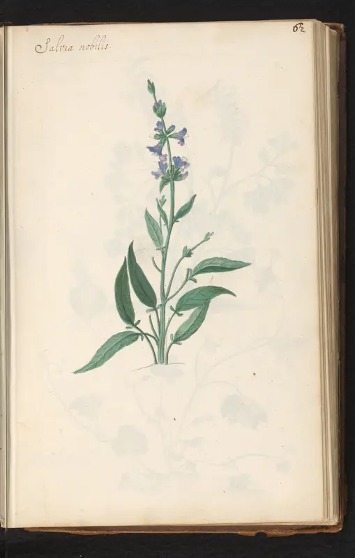 Salie (Salvia officinalis) Wall Art by anonymous - High-Resolution Digital Print