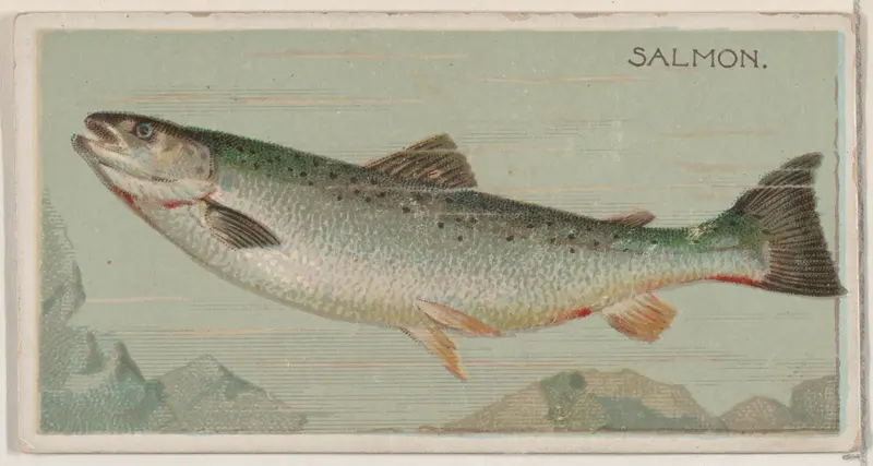 Salmon, from the series Fishers and Fish (N74) for Duke brand cigarettes Wall Art by Knapp & Company - High-Resolution Digital Print