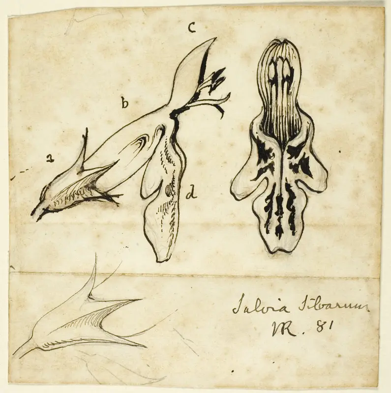Salvia Silvarum Wall Art by John Ruskin - High-Resolution Digital Print