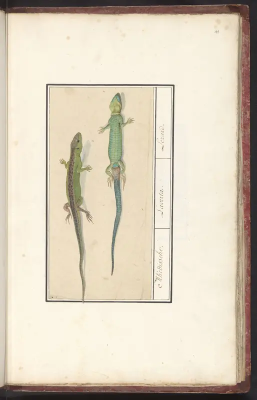 Sand Lizard (Lacerta agilis) Wall Art by Anselmus Boëtius de Boodt - High-Resolution Digital Print