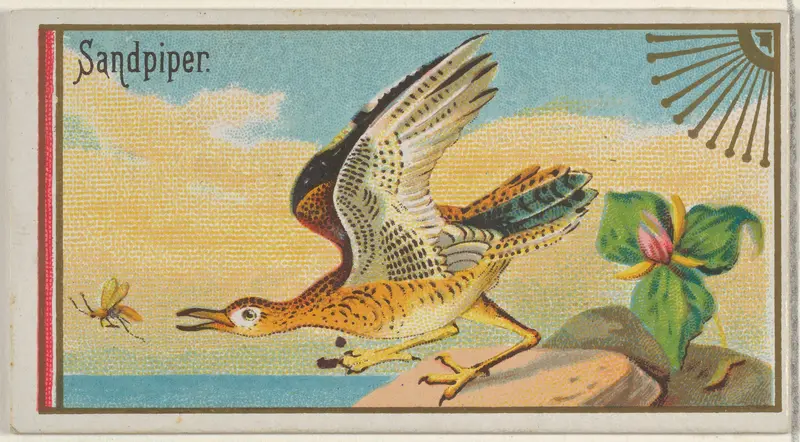 Sandpiper, from the Game Birds series (N13) for Allen & Ginter Cigarettes Brands Wall Art by Allen & Ginter - High-Resolution Digital Print