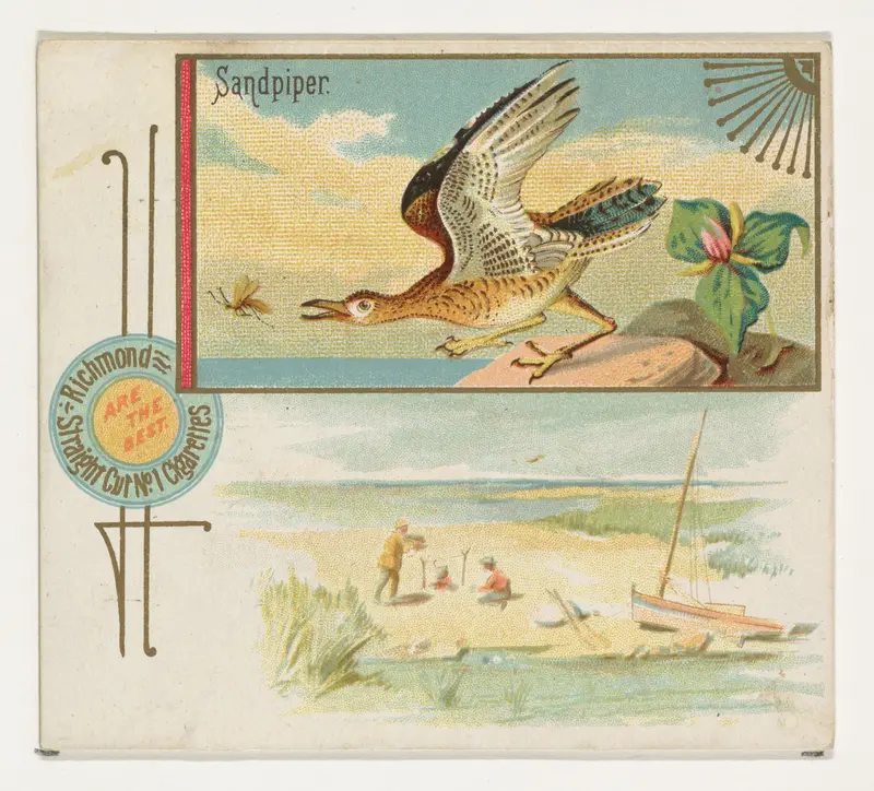 Sandpiper, from the Game Birds series (N40) for Allen & Ginter Cigarettes Wall Art by Allen & Ginter - High-Resolution Digital Print