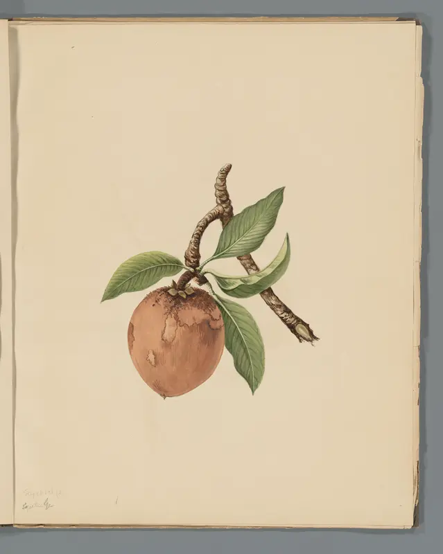 Sapodilla (Manilkara zapota) Wall Art by Unknown - High-Resolution Digital Print