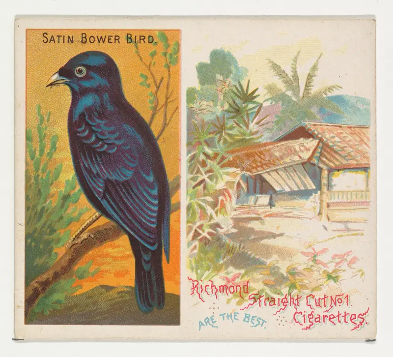 Satin Bower Bird, from Birds of the Tropics series (N38) for Allen & Ginter Cigarettes Wall Art by Allen & Ginter - High-Resolution Digital Print