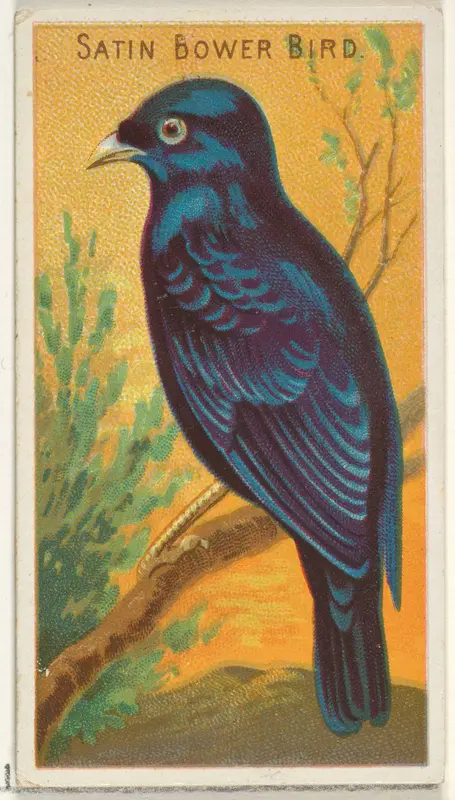 Satin Bower Bird, from the Birds of the Tropics series (N5) for Allen & Ginter Cigarettes Brands Wall Art by Allen & Ginter - High-Resolution Digital Print