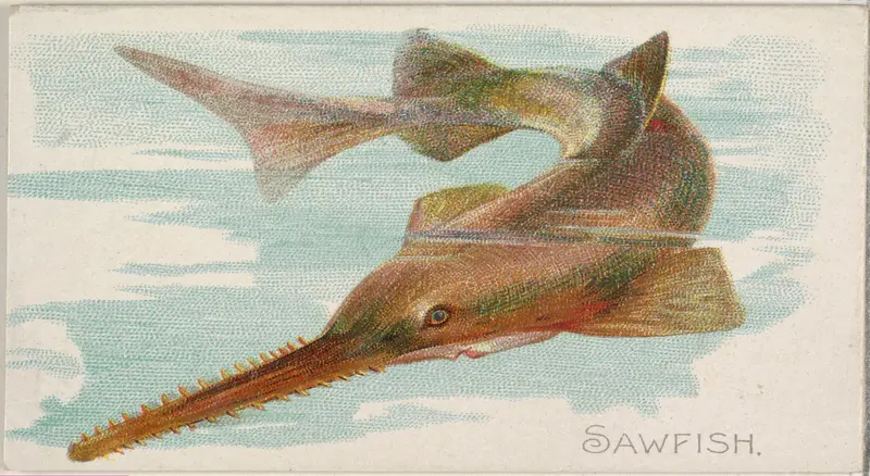 Sawfish, from the Fish from American Waters series (N8) for Allen & Ginter Cigarettes Brands Wall Art by Allen & Ginter - High-Resolution Digital Print