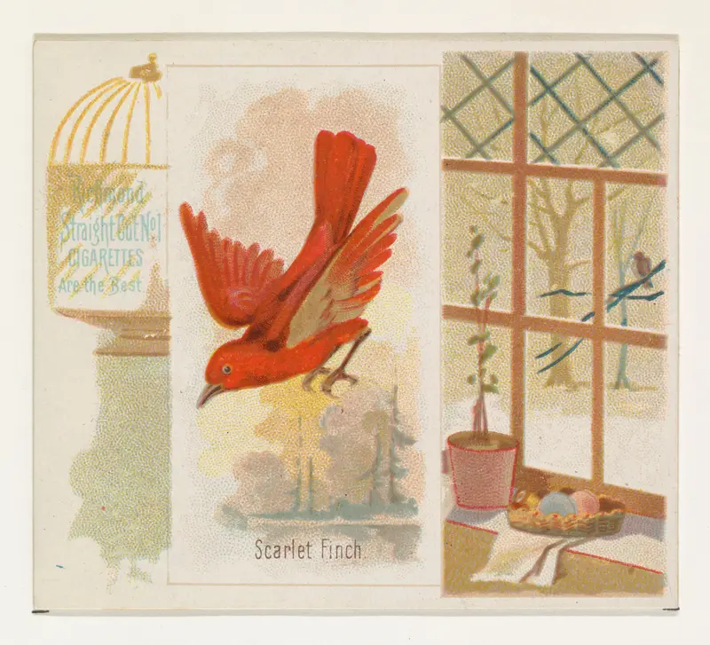 Scarlet Finch, from the Song Birds of the World series (N42) for Allen & Ginter Cigarettes Wall Art by Allen & Ginter - High-Resolution Digital Print