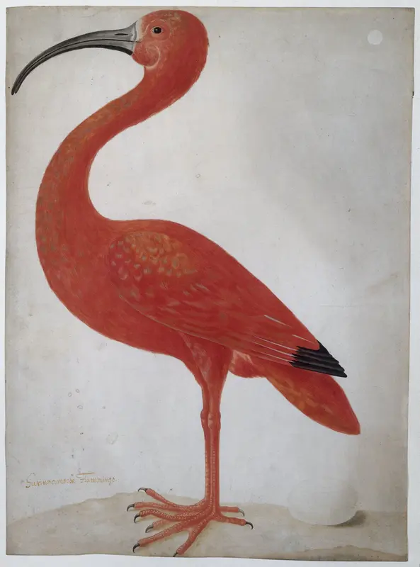 Scarlet Ibis with an Egg Wall Art by Unknown - High-Resolution Digital Print