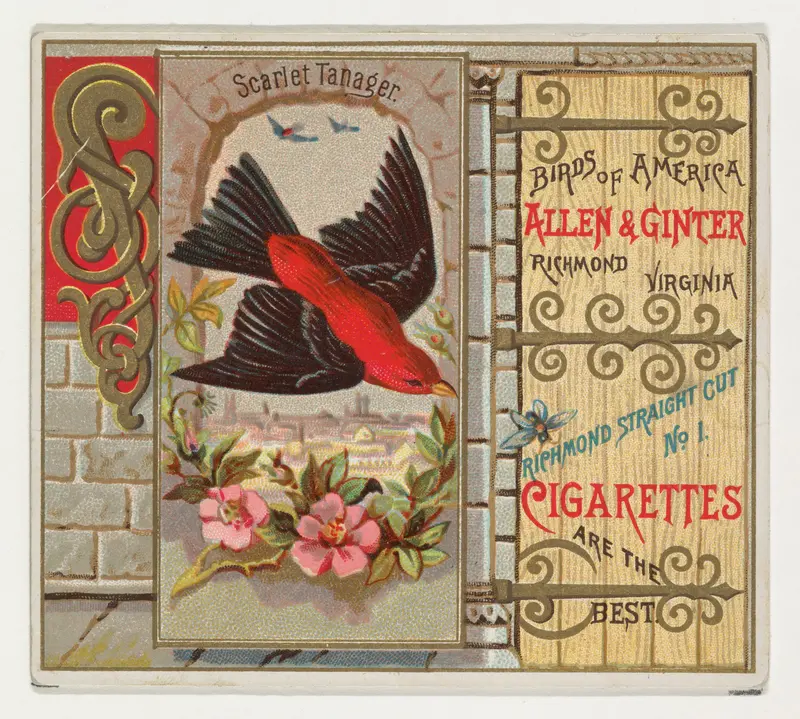 Scarlet Tanager, from the Birds of America series (N37) for Allen & Ginter Cigarettes Wall Art by Allen & Ginter - High-Resolution Digital Print