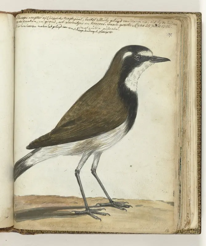 Schapevogel of Kaapse nachtegaal Wall Art by Jan Brandes - High-Resolution Digital Print