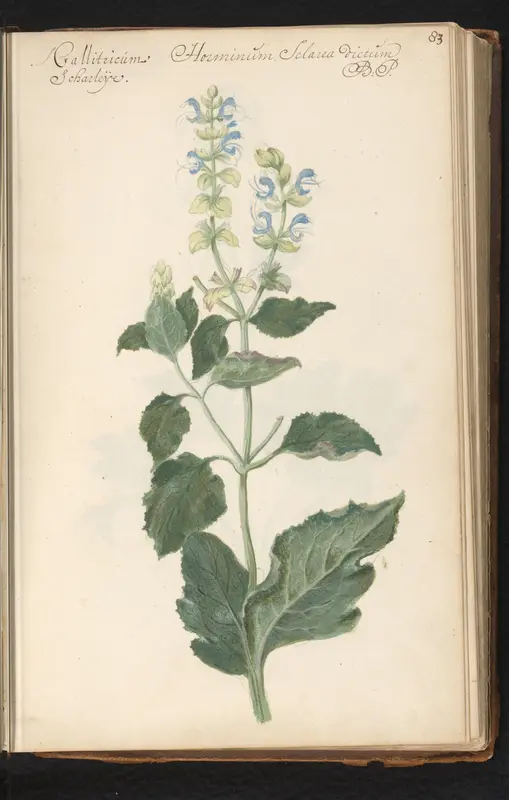 Scharlei (Salvia sclarea) Wall Art by anonymous - High-Resolution Digital Print