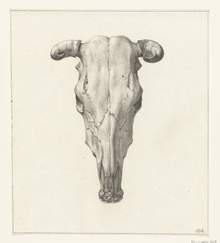 Schedel van een koe, van boven gezien Wall Art by Jean Bernard - High-Resolution Digital Print