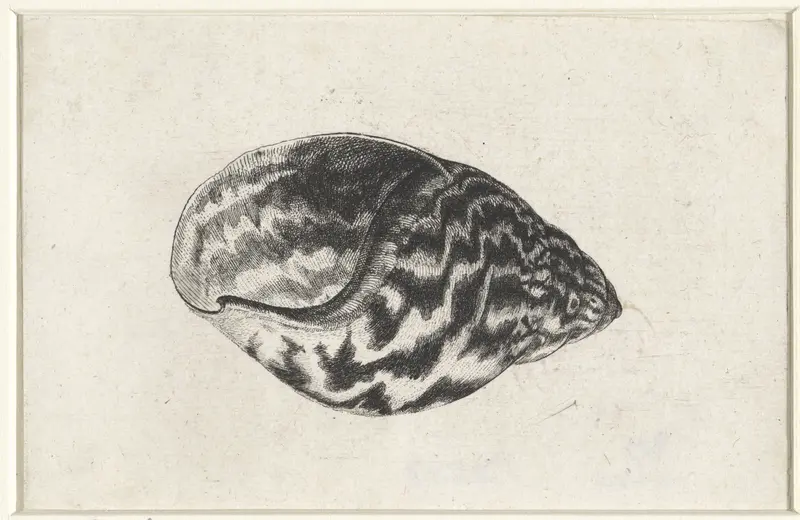 Schelp, achatina achatina Wall Art by Wenceslaus Hollar - High-Resolution Digital Print