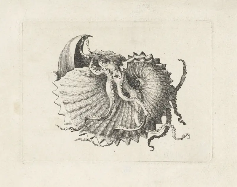 Schelp, argonauta nodosa Wall Art by Wenceslaus Hollar - High-Resolution Digital Print
