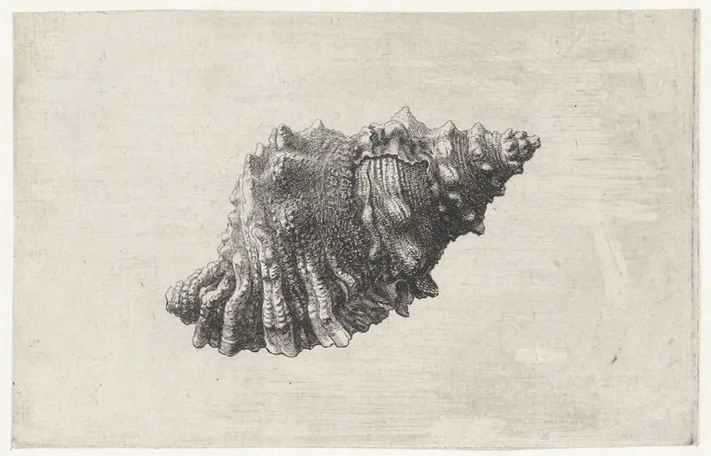 Schelp, bursa rubeta Wall Art by Wenceslaus Hollar - High-Resolution Digital Print