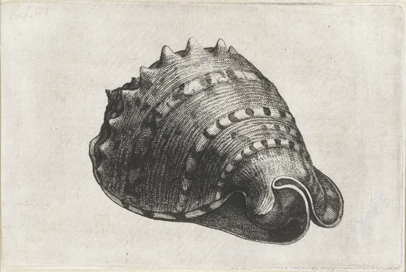 Schelp, cassis cornuta Wall Art by Wenceslaus Hollar - High-Resolution Digital Print