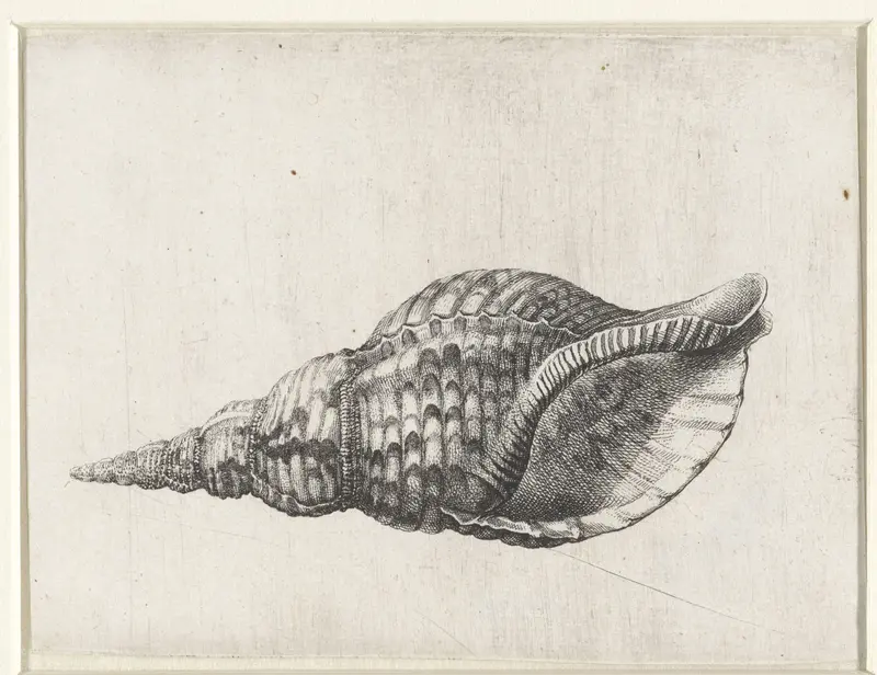 Schelp, charonia tritonis Wall Art by Wenceslaus Hollar - High-Resolution Digital Print
