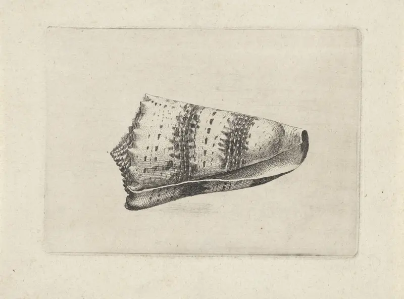 Schelp, conus imperialis Wall Art by Wenceslaus Hollar - High-Resolution Digital Print