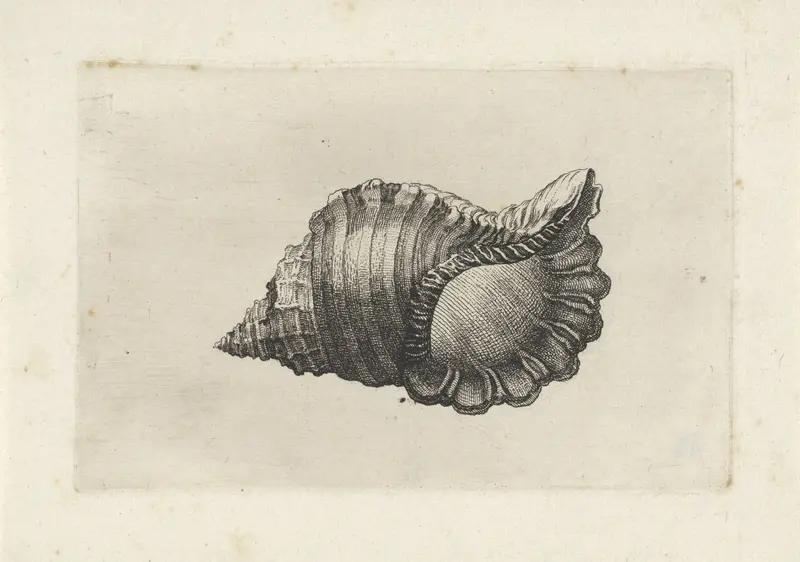 Schelp, cymatium parthenopeum Wall Art by Wenceslaus Hollar - High-Resolution Digital Print