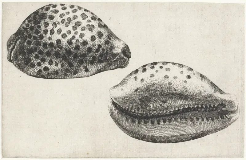 Schelp, cypraea tigris Wall Art by Wenceslaus Hollar - High-Resolution Digital Print