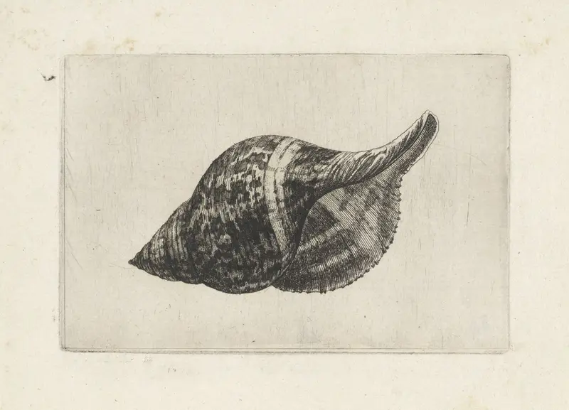 Schelp, fasciolaria tulipa Wall Art by Wenceslaus Hollar - High-Resolution Digital Print