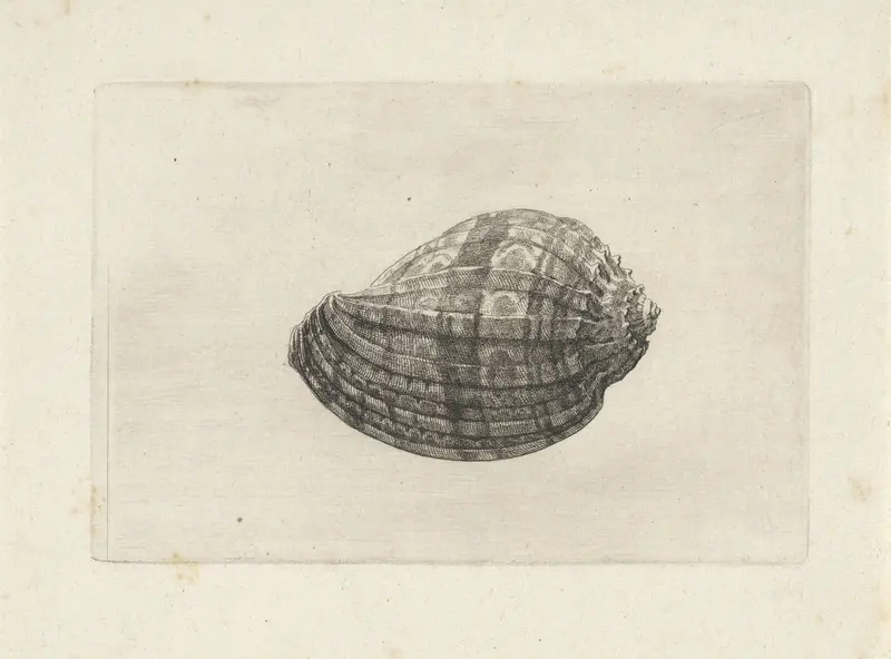 Schelp, harpa major Wall Art by Wenceslaus Hollar - High-Resolution Digital Print
