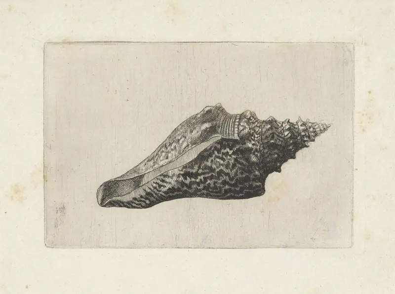 Schelp, hemifusus ternatanus Wall Art by Wenceslaus Hollar - High-Resolution Digital Print