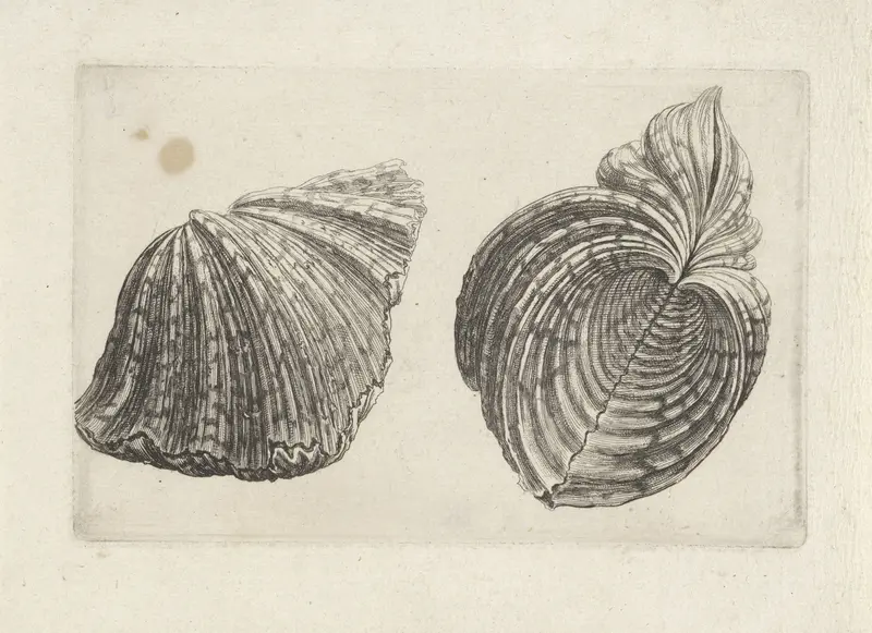 Schelp, hippopus hippopus Wall Art by Wenceslaus Hollar - High-Resolution Digital Print