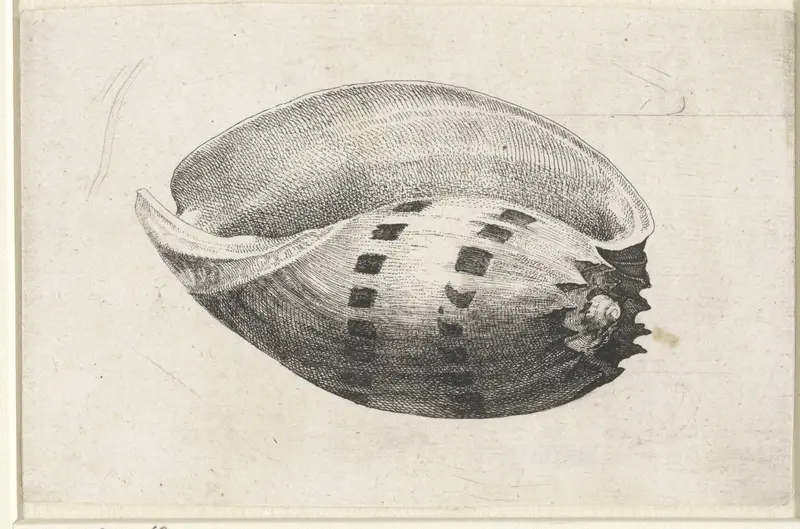 Schelp, melo amphora Wall Art by Wenceslaus Hollar - High-Resolution Digital Print