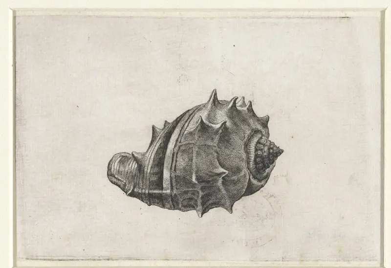 Schelp, melongena melongena Wall Art by Wenceslaus Hollar - High-Resolution Digital Print