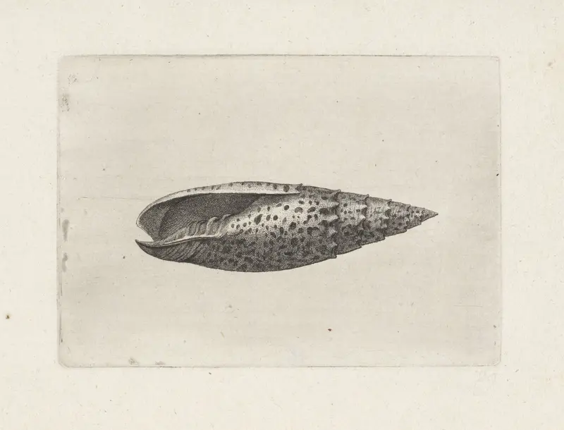 Schelp, mitra papalis Wall Art by Wenceslaus Hollar - High-Resolution Digital Print