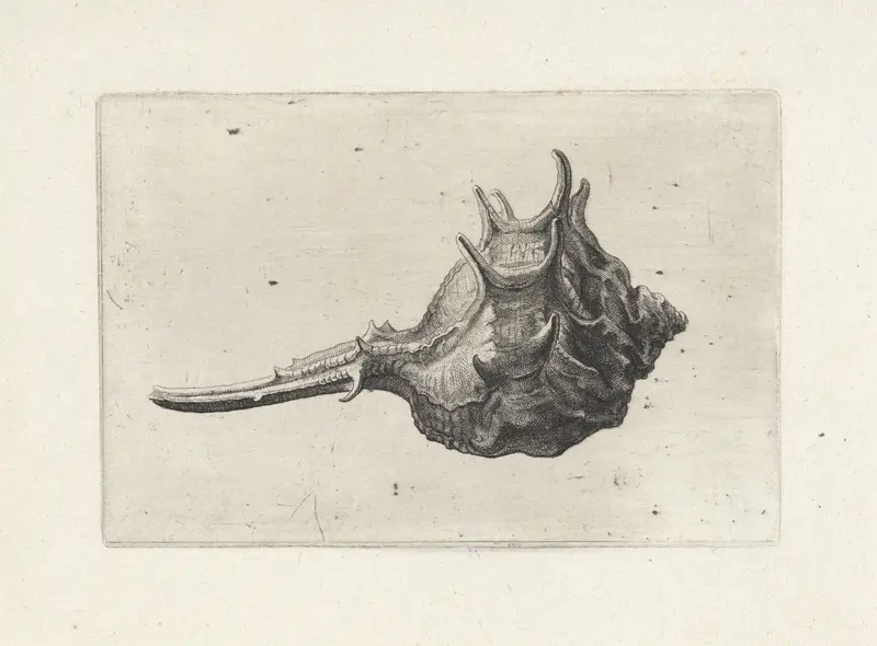 Schelp, murex brevispina Wall Art by Wenceslaus Hollar - High-Resolution Digital Print
