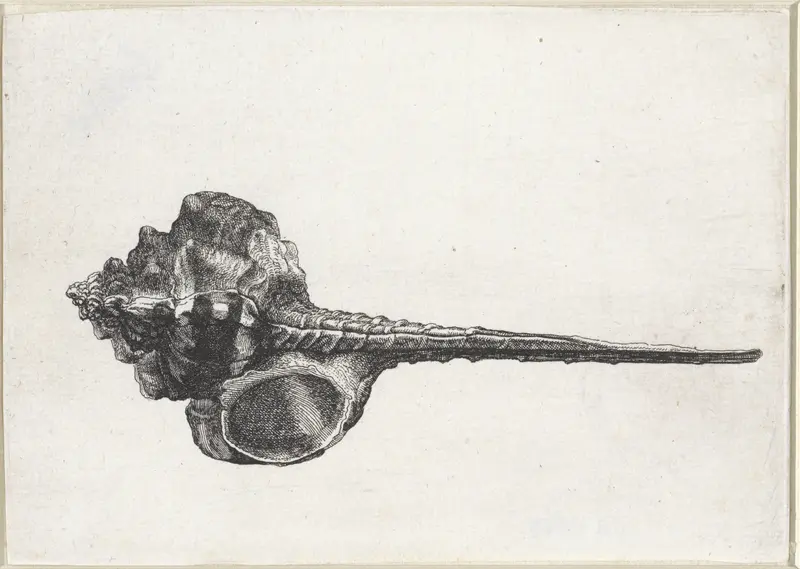 Schelp, murex haustellum Wall Art by Wenceslaus Hollar - High-Resolution Digital Print