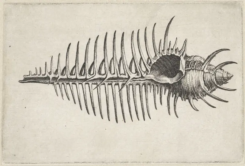 Schelp, murex pecten Wall Art by Wenceslaus Hollar - High-Resolution Digital Print