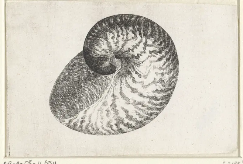Schelp, nautilus pompilius Wall Art by Wenceslaus Hollar - High-Resolution Digital Print