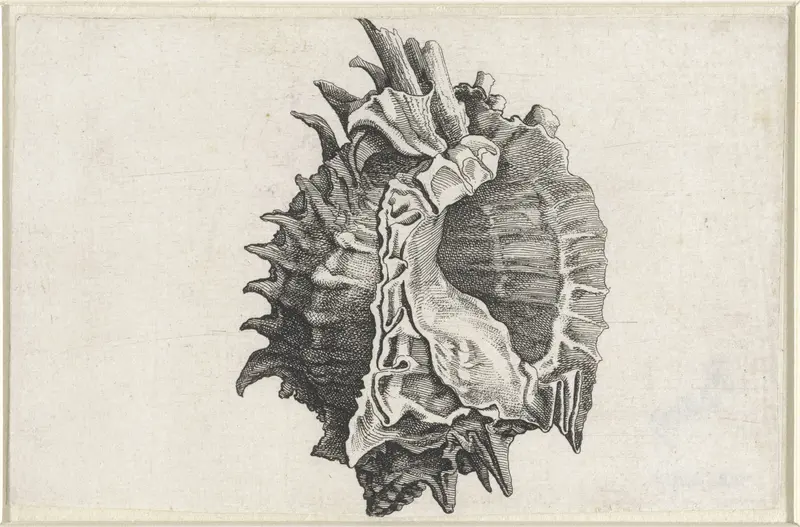 Schelp, phyllonotus erythrostomus Wall Art by Wenceslaus Hollar - High-Resolution Digital Print