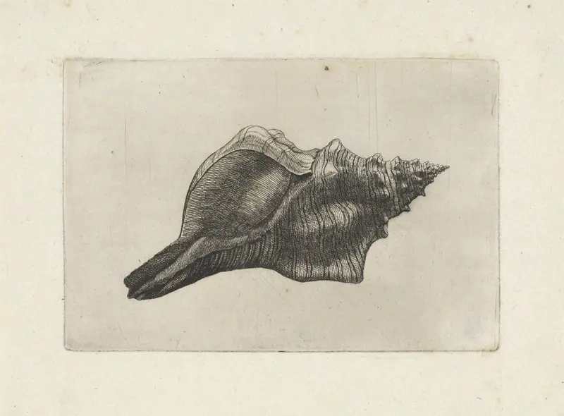 Schelp, pleuroploca trapezium Wall Art by Wenceslaus Hollar - High-Resolution Digital Print