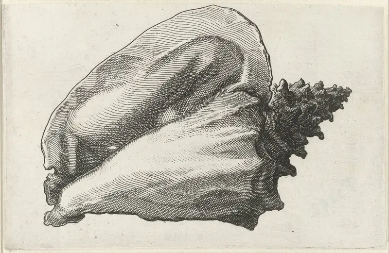 Schelp, strombus gigas Wall Art by Wenceslaus Hollar - High-Resolution Digital Print