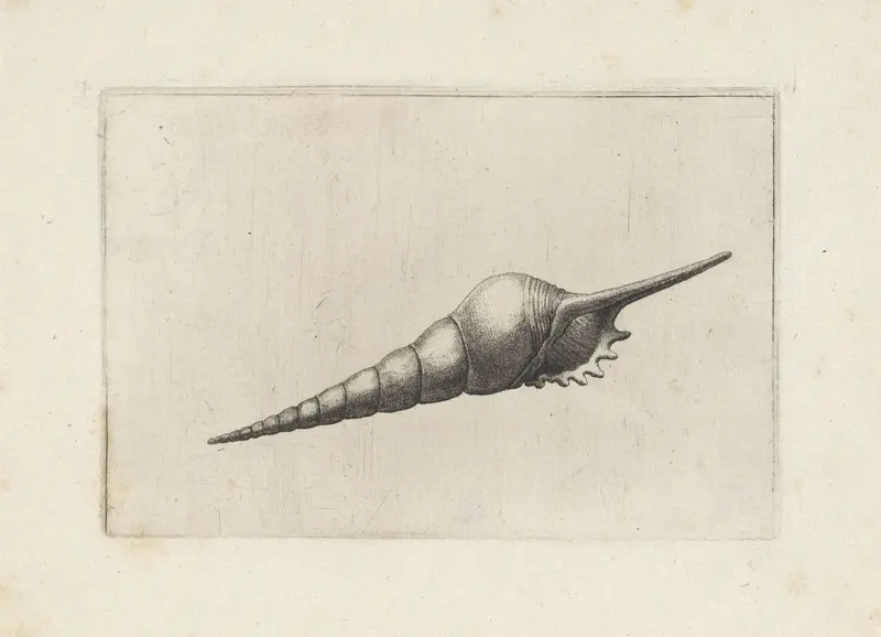 Schelp, tibia fusus melanocheilus Wall Art by Wenceslaus Hollar - High-Resolution Digital Print