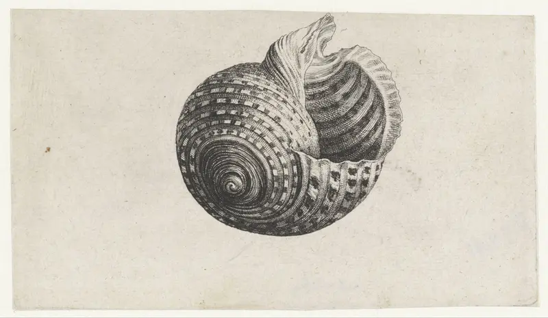 Schelp, tonna dolium Wall Art by Wenceslaus Hollar - High-Resolution Digital Print