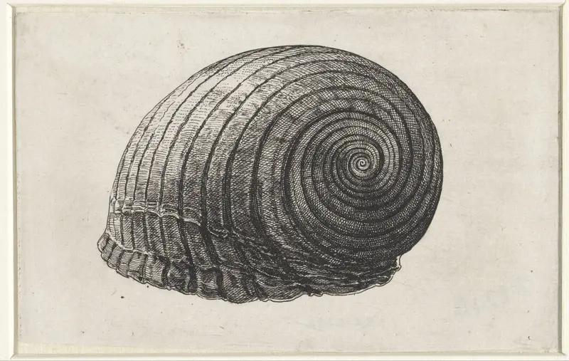 Schelp, tonna galea Wall Art by Wenceslaus Hollar - High-Resolution Digital Print